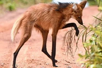 Kinh ngạc loài sói chân dài thướt tha, nghiện ăn... hoa quả