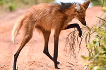 Kinh ngạc loài sói chân dài thướt tha, nghiện ăn... hoa quả