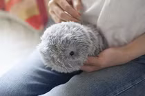 Robot thú cưng sử dụng công nghệ AI sẽ “đốt túi” bạn trẻ?