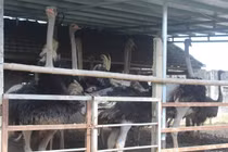 'Đánh liều' nuôi đà điểu Châu Phi lão nông lãi 500 triệu đồng