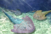 Sửng sốt "quái ngư” tiền sử đầu tam giác tung hoành ở Việt Nam 