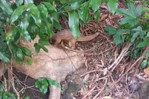 Cá thể tê tê quý hiếm sao được thả ngay về rừng Quảng Nam?