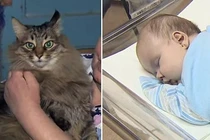 Lịm tim 5 màn cứu chủ thoát chết thần kỳ của thú cưng 