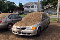 Las Vegas “thất thủ” trước sự tấn công của 30 tấn châu chấu