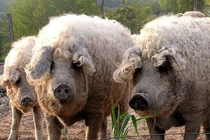 Báu vật quốc gia” nổi tiếng thế giới, giá lên tới hơn nửa triệu/kg