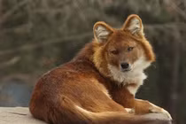 Sói lửa trong truyền thuyết bất ngờ xuất hiện tại dãy Kỳ Liên Sơn