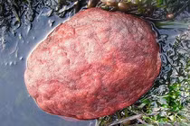 Sờ vào “khối đá đỏ” ven biển, thất kinh thấy nó động đậy 