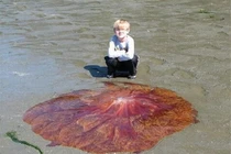 Phát hiện “đĩa bay màu đỏ”, hoảng hốt bỏ chạy khi thấy nó động đậy