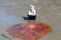 Phát hiện “đĩa bay màu đỏ”, hoảng hốt bỏ chạy khi thấy nó động đậy