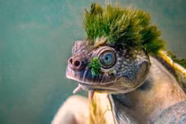 Loài rùa có bộ “tóc xanh” chất chơi nhất thế giới động vật