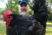 Ngỡ ngàng giống gà thuần chủng siêu to khổng lồ nhất thế giới