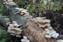 Loại nấm "siêu đẹp" nhưng lai có tính năng săn mồi "siêu tàn bạo"