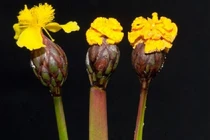 Loài nấm tinh quái "giả dạng" hoa để bẫy côn trùng