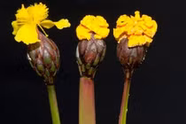 Loài nấm tinh quái "giả dạng" hoa để bẫy côn trùng