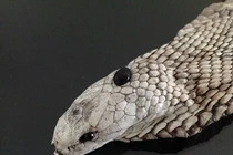 Sự thật sốc về viên “ngọc đen” thần kỳ trên đầu rắn hổ mang