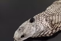 Sự thật sốc về viên “ngọc đen” thần kỳ trên đầu rắn hổ mang