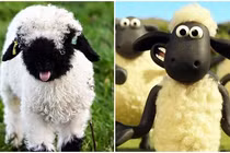 Ngắm loài cừu mũi đen là nguyên mẫu của phim hoạt hình đình đám