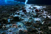 Kỳ bí hiện tượng chết chóc khiến mọi sinh vật đóng băng trong nháy mắt 