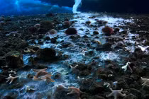 Kỳ bí hiện tượng chết chóc khiến mọi sinh vật đóng băng trong nháy mắt 