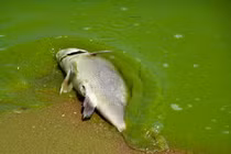 Loài tảo lam “chết chóc”, thải độc vào không khí khi nở hoa