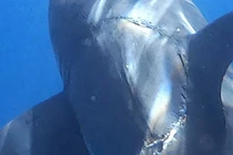 Vết cắn trên cá mập tố cáo sự hồi sinh của “quái vật tiền sử“?