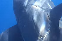 Vết cắn trên cá mập tố cáo sự hồi sinh của “quái vật tiền sử“?