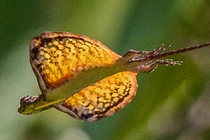 Sự thật về loài thằn lằn bay lượn như rồng sống ẩn sau trong rừng rậm