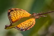 Sự thật về loài thằn lằn bay lượn như rồng sống ẩn sau trong rừng rậm