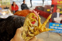 Loài gà chín cựa trong truyền thuyết, đại gia Việt ráo riết săn lùng 