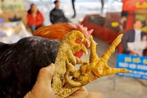 Loài gà chín cựa trong truyền thuyết, đại gia Việt ráo riết săn lùng 