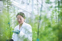 Nghiên cứu ra hoạt chất chống virus Corona cực mạnh trong ngải cứu