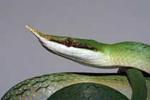 Sửng sốt loài rắn mọc sừng ở mũi độc nhất vô nhị Việt Nam 