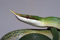 Sửng sốt loài rắn mọc sừng ở mũi độc nhất vô nhị Việt Nam 