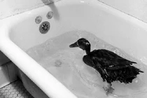 Cô vịt dũng cảm xung phong tham chiến trong Thế chiến II được phong huy chương