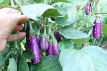 Vì sao cà tím được mệnh danh là vua các loại rau?