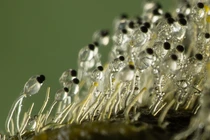 Tròn mắt kinh ngạc những loại nấm "ma quái" nhất hệ Mặt trời 