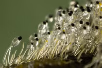 Tròn mắt kinh ngạc những loại nấm "ma quái" nhất hệ Mặt trời 