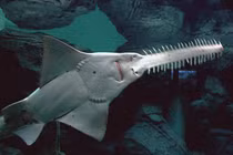 Bất ngờ bắt được loài cá thời tiền sử có “giác quan thứ 6” 