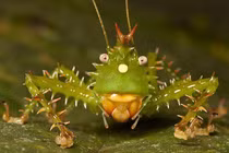 Loài châu chấu nhím có “vũ khí” đáng sợ nhưng vô cùng hiền lành