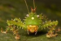 Loài châu chấu nhím có “vũ khí” đáng sợ nhưng vô cùng hiền lành