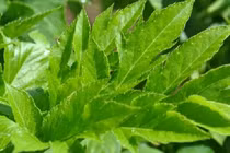 Loài rau kỳ diệu chứa thần dược “trường sinh bất lão” của samurai