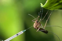 Lộ nguyên nhân “sốc” Bill Gates thả muỗi biến đổi gen ra tự nhiên