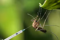 Lộ nguyên nhân “sốc” Bill Gates thả muỗi biến đổi gen ra tự nhiên