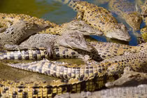 Loài động vật “trường sinh bất tử” có thể sống tới 2000 năm 