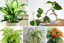 5 đại kỵ khi đặt cây cảnh phòng khách kẻo hao hụt tài lộc