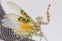 Sững sờ vẻ đẹp "lừa lọc" của bọ ngựa sát thủ ghê gớm nhất 