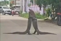 Hai con kỳ đà đánh nhau giữa đường Thái Lan, giao thông tắc nghẽn
