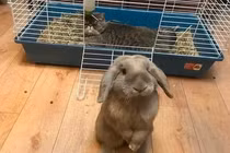 Giận không nổi khi động vật là những “kẻ phá bĩnh” đáng yêu