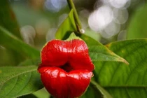 Loài hoa “siêu gợi cảm” như đôi môi kiều nữ khiến ai cũng yêu