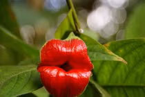 Loài hoa “siêu gợi cảm” như đôi môi kiều nữ khiến ai cũng yêu